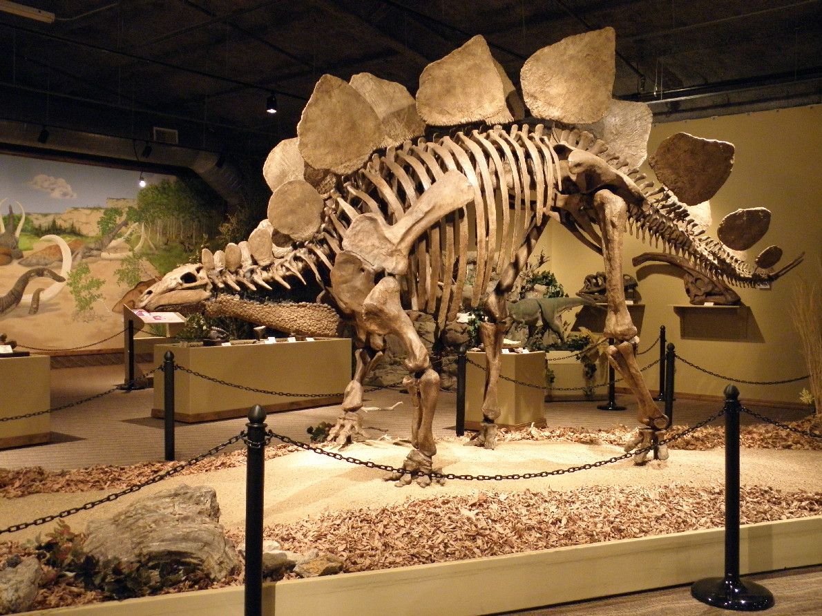 Reproducció de l'esquelet d'un dinosaure a partir d'un fòssil Reproducció de l'esquelet d'un dinosaure a partir d'un fòssil