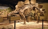 Reproducció de l'esquelet d'un dinosaure a partir d'un fòssil