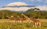 petit62girafa petit62girafa