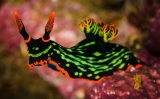 petit93nudibranquis petit93nudibranquis