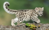 petit95leopard