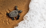 petit102tortuga