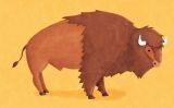 El bisó, el supermercat dels indis (Il·lustració del número 6 del Petit SÀPIENS) El bisó, el supermercat dels indis (Il·lustració del número 6 del Petit SÀPIENS)
