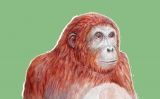 Quan Catalunya era una selva Quan Catalunya era una selva