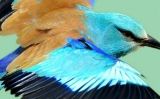 Gaig blau Gaig blau