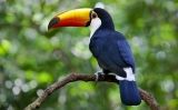 TucaPetitSapiens23 TucaPetitSapiens23
