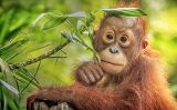 OrangutanPetitSapiens28