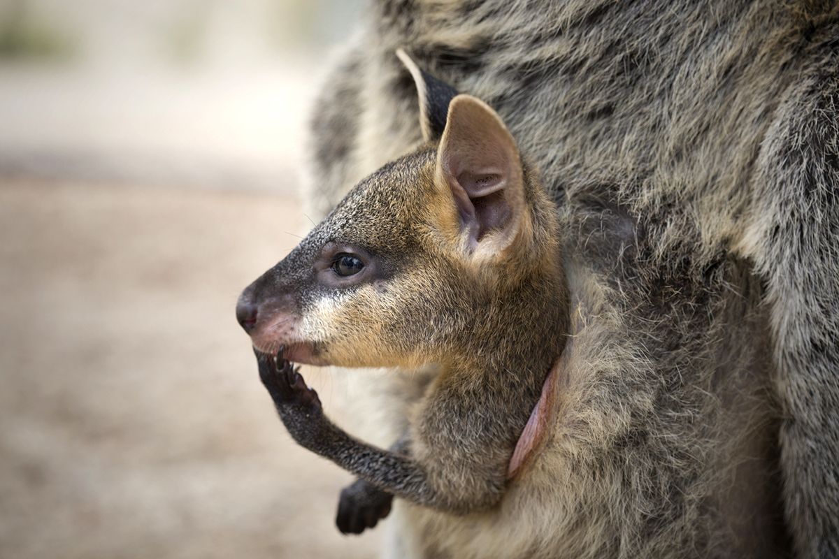 Els cangurs menuts viatgen al marsupi de la mare Els cangurs menuts viatgen al marsupi de la mare