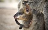 Els cangurs menuts viatgen al marsupi de la mare