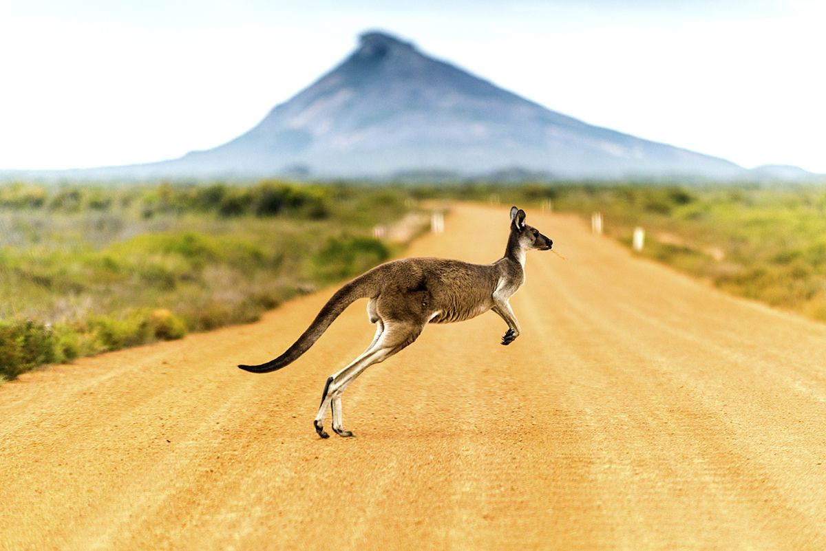 Alerta, cangurs a la carretera! Alerta, cangurs a la carretera!