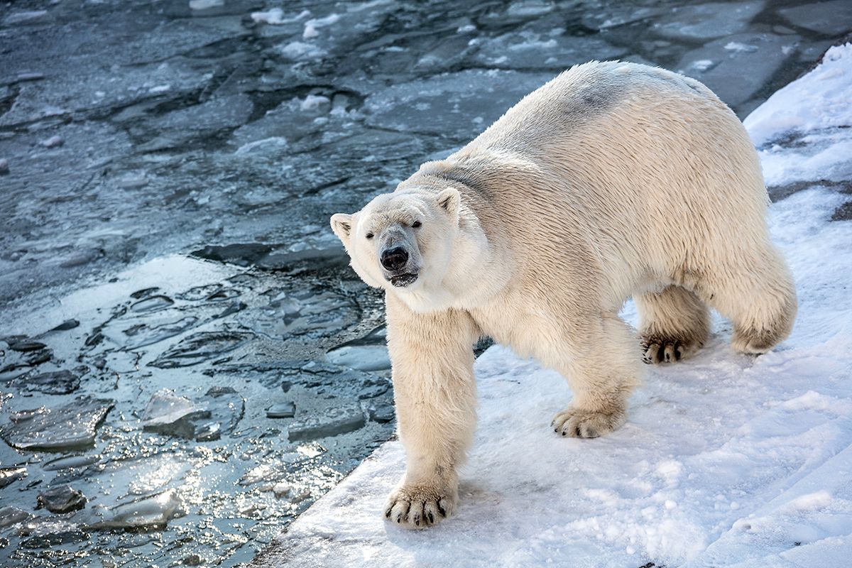 Ós polar Ós polar