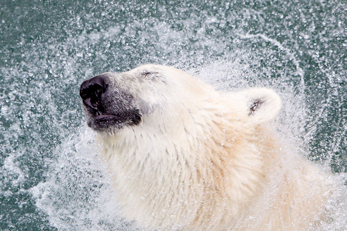 A l'ós polar no li fa por l'aigua freda! A l'ós polar no li fa por l'aigua freda!