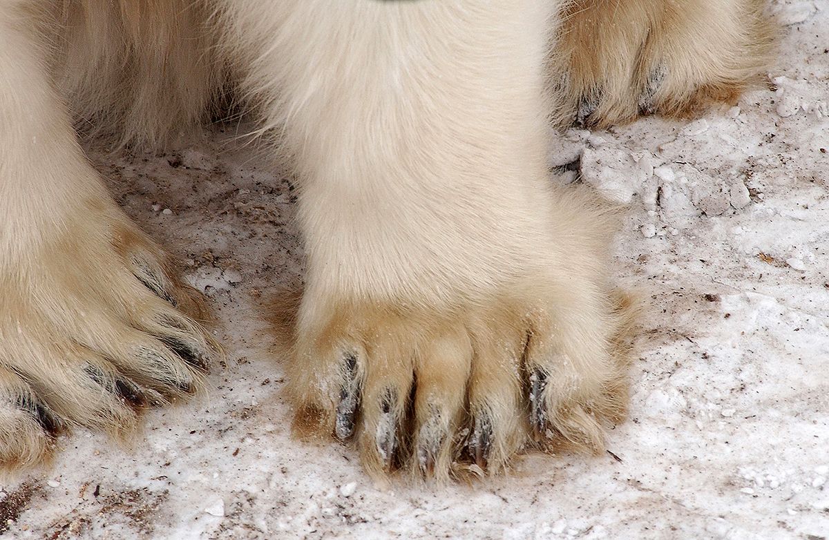Urpes d'un ós polar Urpes d'un ós polar