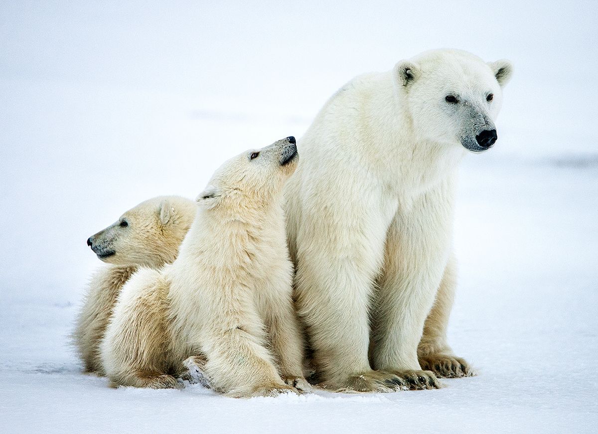 Una ossa polar amb els seus cadells Una ossa polar amb els seus cadells