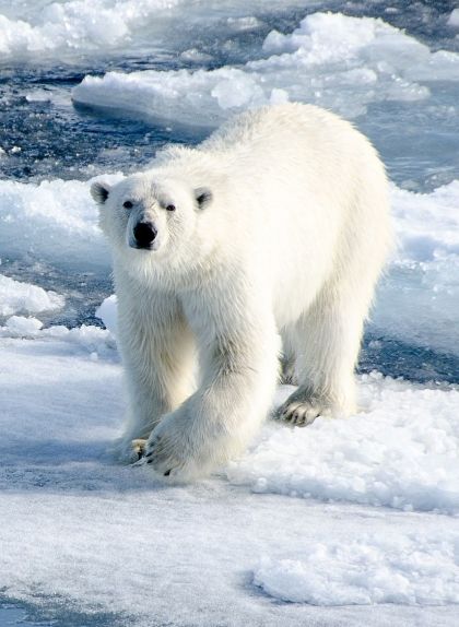 Ós polar sobre les plaques de gel