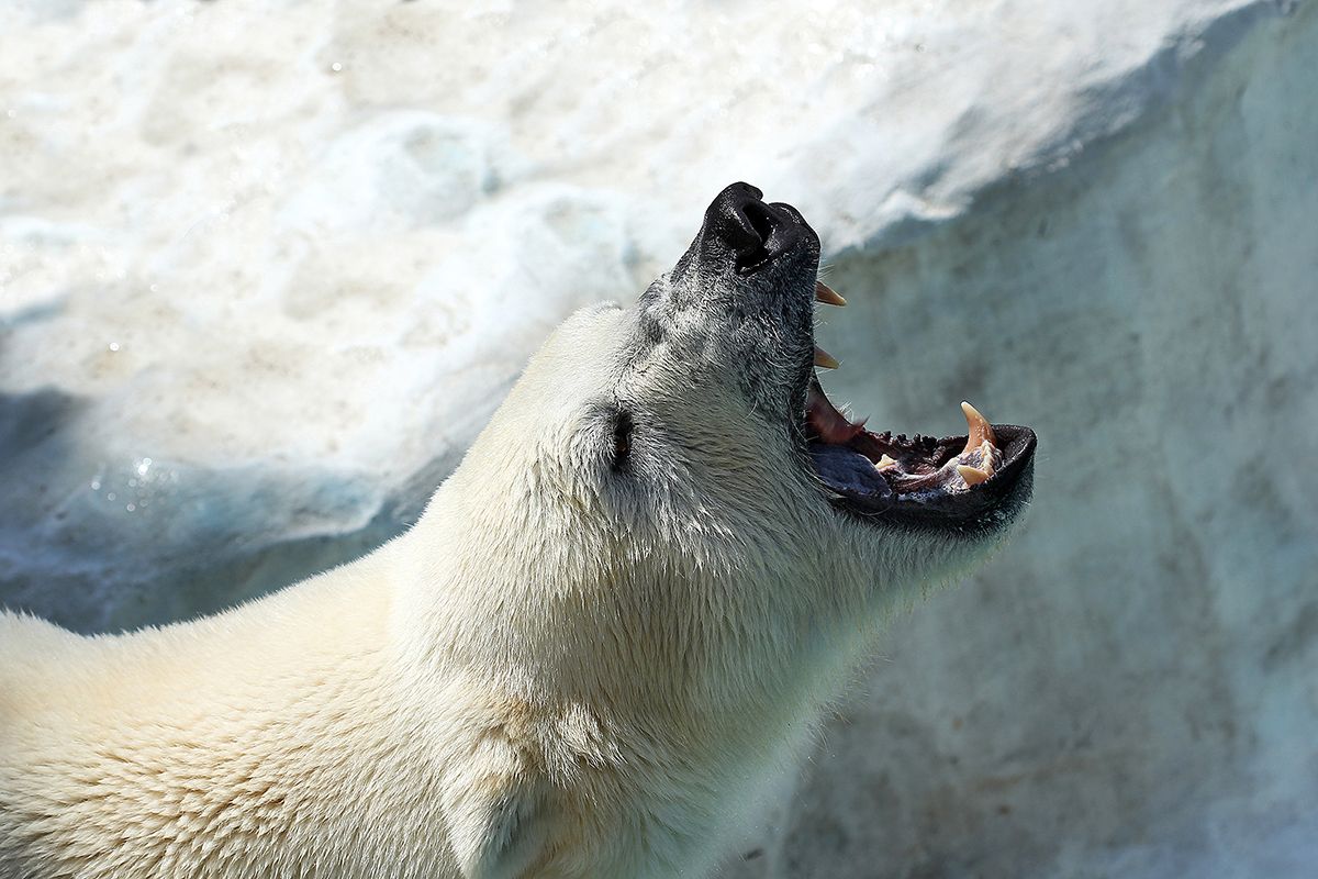 L'ós polar té unes bones dents L'ós polar té unes bones dents