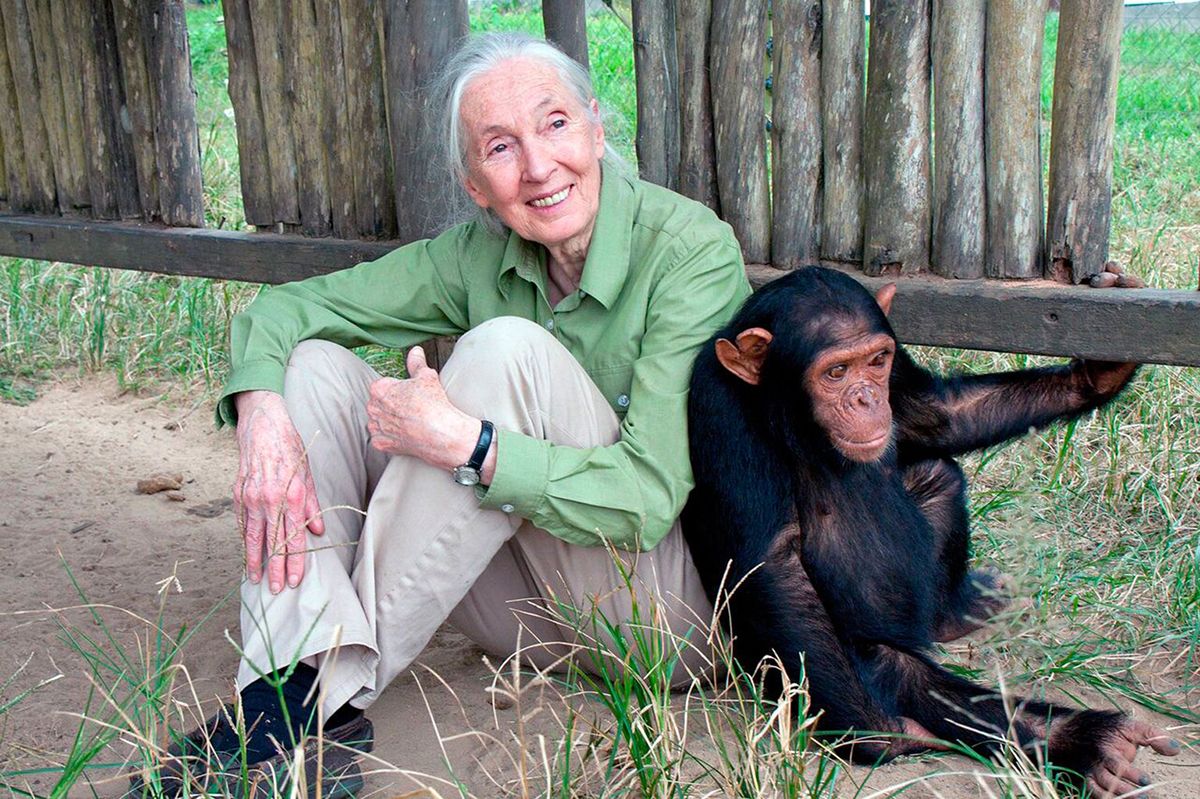 Jane Goodall amb un ximpanzé Jane Goodall amb un ximpanzé
