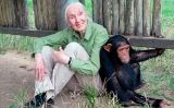 Jane Goodall amb un ximpanzé