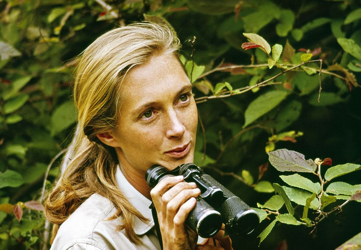 Jane Goodall a l'Àfrica Jane Goodall a l'Àfrica