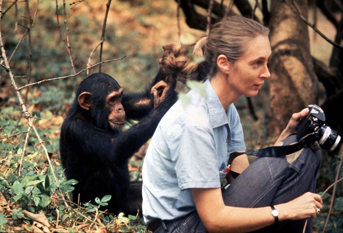 Jane Goodall i un ximpanzé curiós Jane Goodall i un ximpanzé curiós