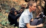 Jane Goodall i un ximpanzé curiós