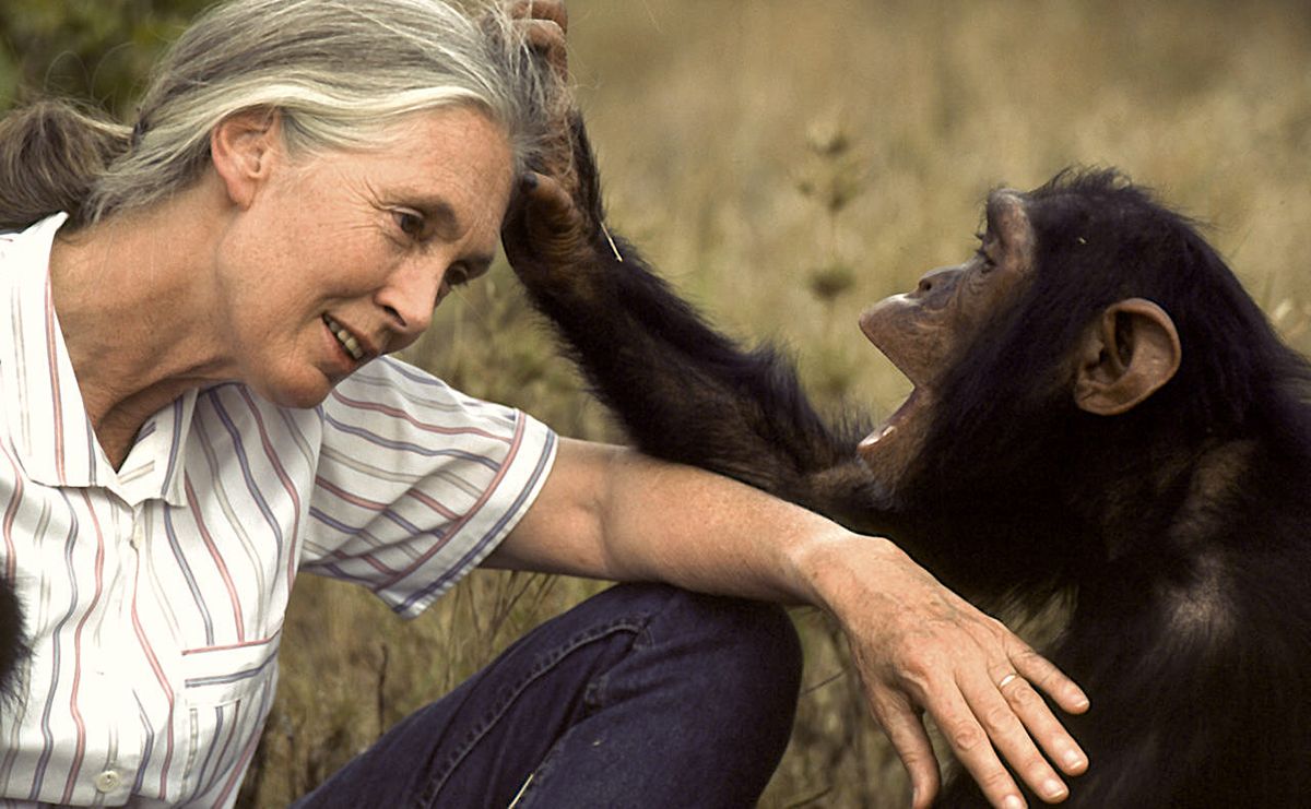 Jane Goodall es va fer molt amiga dels simis Jane Goodall es va fer molt amiga dels simis