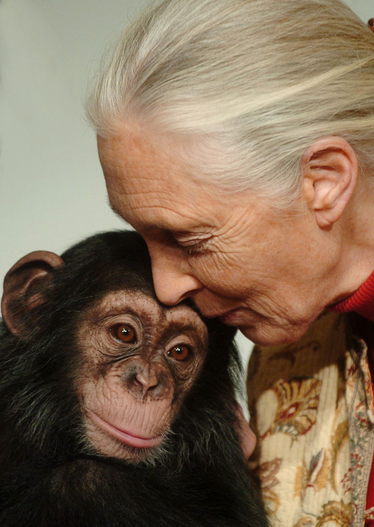 Jane Goodall no es cansa mai de fer feina Jane Goodall no es cansa mai de fer feina