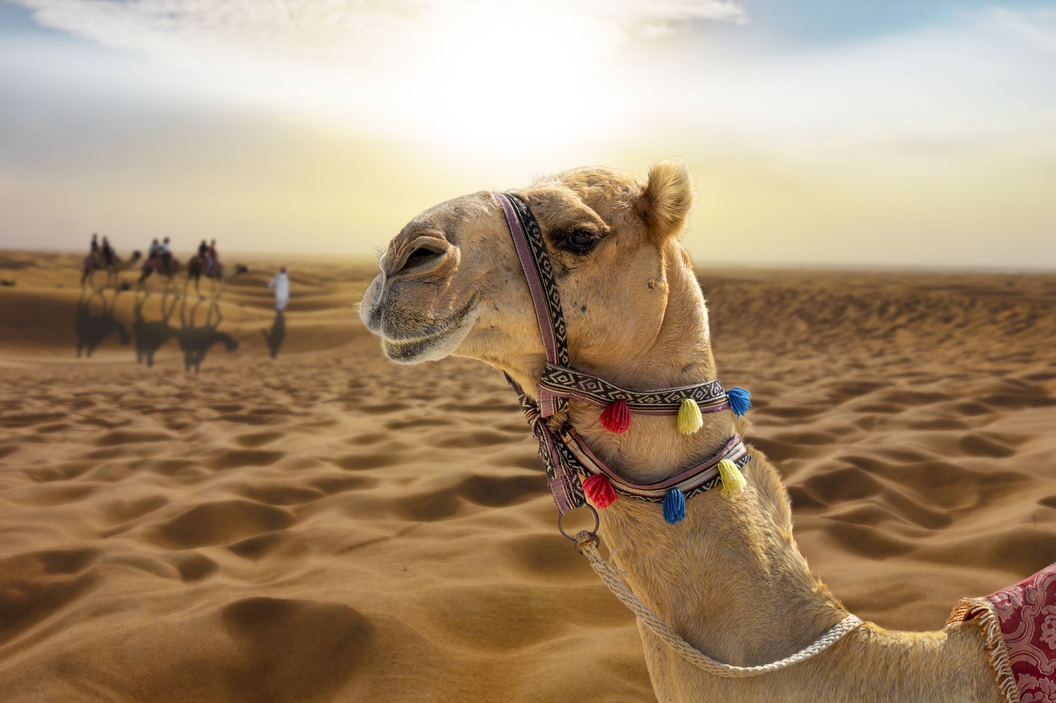 Un dromedari al desert Un dromedari al desert