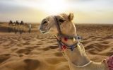 Un dromedari al desert Un dromedari al desert
