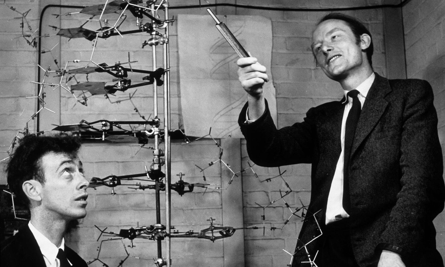 James Watson i Francis Crick van ser els descobridors de l’estructura de doble hèlix o escala en espiral de l’ADN, que suposaria un abans i un després en l’estudi de la biologia molecular James Watson i Francis Crick van ser els descobridors de l’estructura de doble hèlix o escala en espiral de l’ADN, que suposaria un abans i un després en l’estudi de la biologia molecular