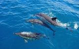 Als dofins els agrada viure en família
