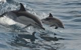 Els dofins són un dels animals més intel·ligents de l'oceà