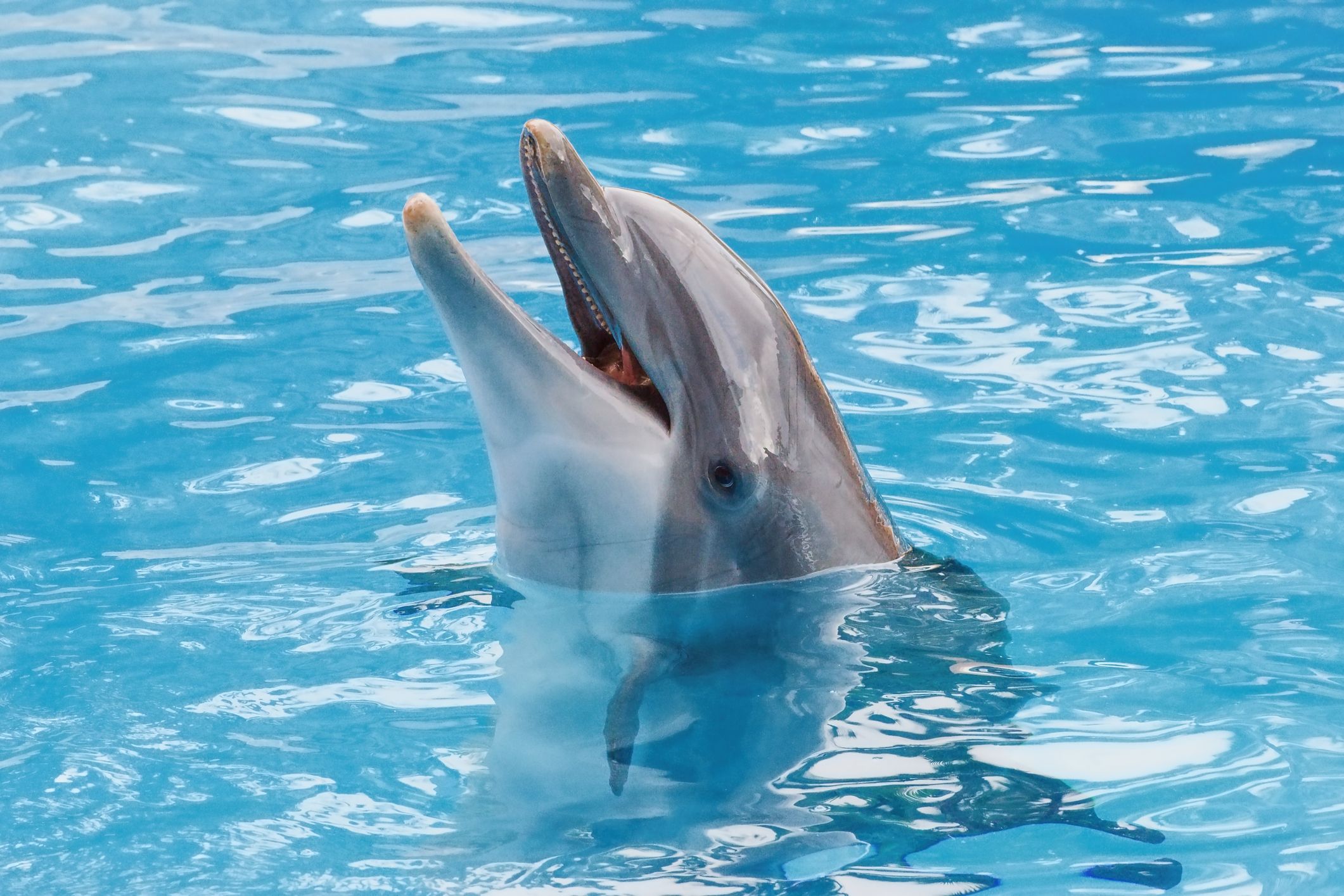 Els dofins són els animals més xerraires de l'oceà Els dofins són els animals més xerraires de l'oceà